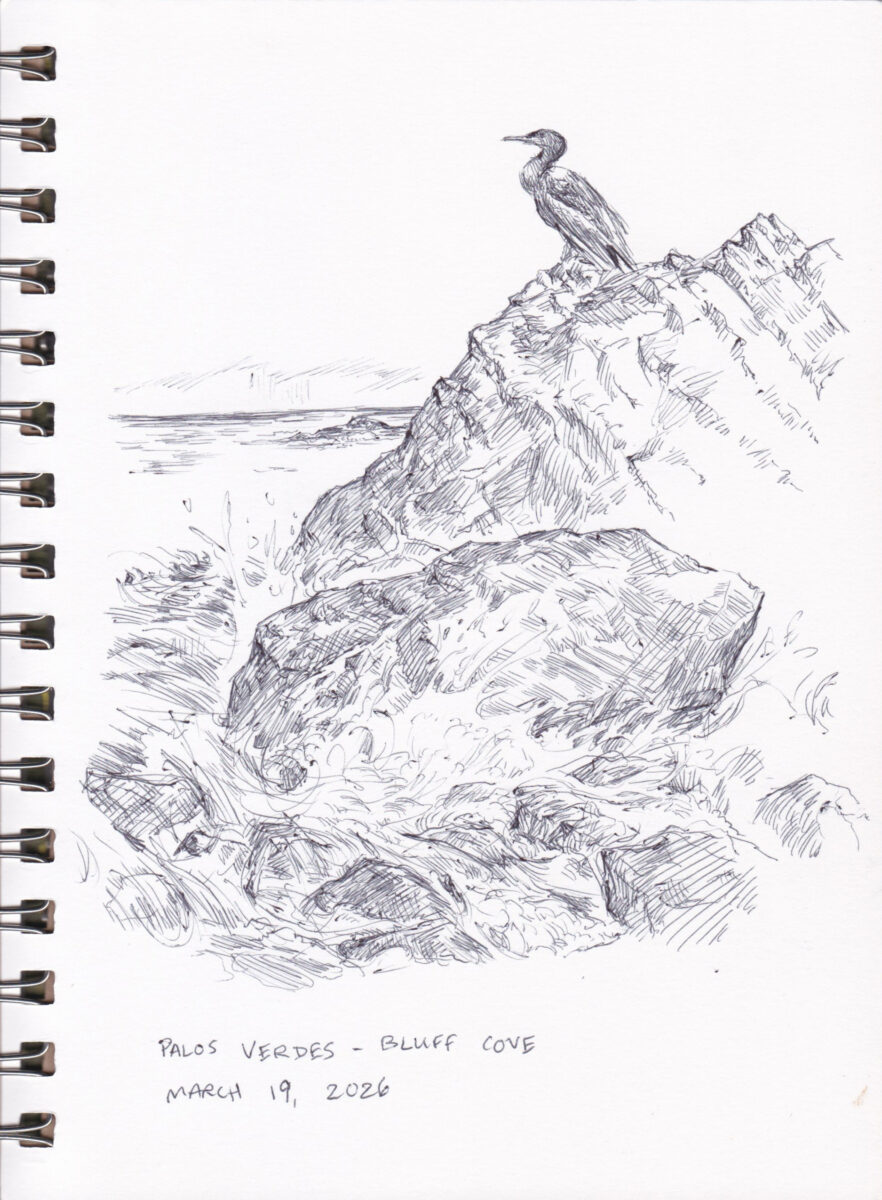 Sketchbook drawing of a cormorant bird perched on a large rock.
